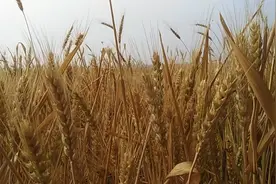 北京城市副中心百亩小麦丰收难得一见满眼金黄！视频封面