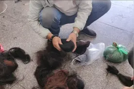 放很长时间的碎头发卖掉了，长的100一斤短的20一斤会不会太便宜视频封面