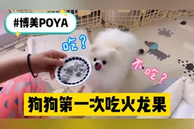 狗生第一次吃火龙果，为了吃到使出浑身解数，萌化我了视频封面