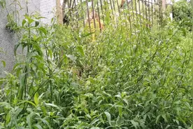 忧遁草，一种有较抗癌的野菜。关注它。