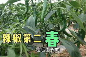 辣椒摘完了别急着拔掉，辣椒还有第二春，继续开花结果视频封面