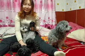 灰泰迪小时候又丑又黑？别急，等它长到八个月一定会惊艳到你视频封面