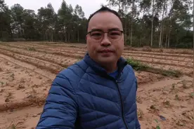 春耕开始了，广西的五指毛桃已经开始种植了，曾被广东人誉为人参