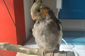 玄凤鹦鹉到家第三天！脖子下掉毛严重，自己啄的还是抑郁症？