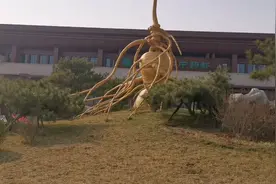 中国最大，人参，高18米，据说价值1000万，这样的人参你见过吗？视频封面