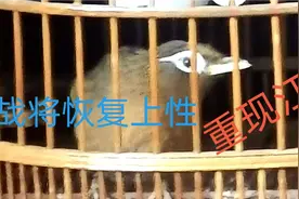 被猫吓落性画眉，这么快恢复上性重现江湖神了，贵州老农如何做到视频封面