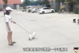 养狗费钱？小姐姐就不赞同，一月洗两次澡修一次毛，养猫才费钱呢