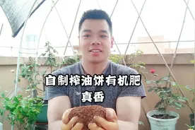 榨油坊剩下的榨油饼做成有机肥，肥效好，简单方便无污染，真香！视频封面