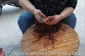 农村大姐在爷爷那买来的血参，纯野生血参学名叫什么？有什么作用