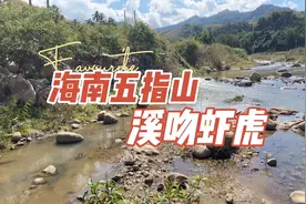 海南五指山野采，收获五指山溪吻虾虎鱼，入缸后非常漂亮。