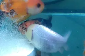 兰寿金鱼为什么一直追着一只呢？视频封面