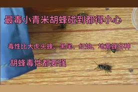 小青米胡蜂毒性比大虎头蜂、黑尾、红娘、地黄蜂都要强