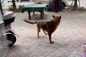 林姐家养了一条大型牧羊犬德牧，不能放出来，只能每天锁笼子视频封面