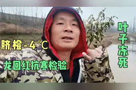 柑橘果园抗寒检验，龙回红脐橙苗-4℃已冻伤，三红柚冻死视频封面