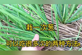 地里的小葱可以采收了，分享两种采摘小葱方法，种一次能吃很多次