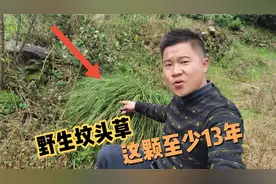 这种植物生命力极强 主要生长在石头山里 用这种草做坟头草是最好视频封面