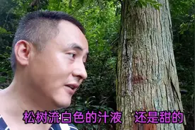 这是传说的1000年树乳吗？竟然是甜的，吃了会有特异功能吗视频封面