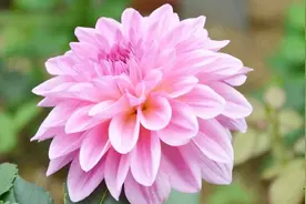 大丽花一年能开几次花？花期养护你知道吗？注意几点开花多花色艳