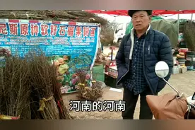 苗木市场来了一位河南客商，拉了一车品种果树苗，小孔带你去看看视频封面