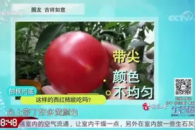 西红柿竟然长角、带尖，那这样的西红柿是怎么产生的呢？来看一下视频封面
