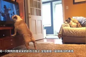 狗狗陪同主人看鬼片，狗狗全程一惊一乍，这比看鬼片还刺激！视频封面
