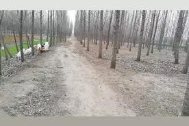 白扬树是多少钱一吨？