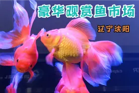辽宁沈阳豪华观赏鱼市场，蝴蝶鲤和金鱼真漂亮，大鹦鹉太萌了视频封面