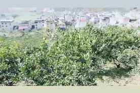 大湾村漫上遍野全是橘子树