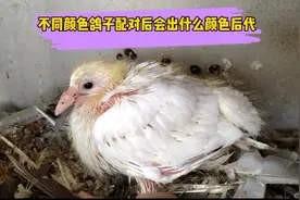 不同颜色的鸽子配对后会出什么颜色的鸽子，大阿鸽有话说！