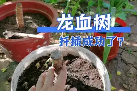 河北农村小伙扦插龙血树，一个月后，看看什么样子？活了吗？视频封面