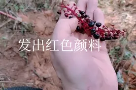 这种植物是农村孩子的颜料玩具，我想用它来做红色的墨水