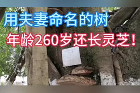 年龄260岁还长灵芝！且用夫妻命名的榕树，受国家三级保护牛逼！视频封面
