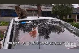 小狸花猫准备帮大橘猫越狱，想方设法找漏洞，智商杆杆的视频封面