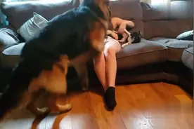 美女和狗狗在家一块的玩游戏，狗狗太不听话了！视频封面