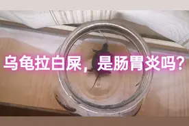 （7月4日）乌龟拉白屎是个什么情况？很担心是肠胃炎啊，有谁明白