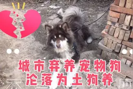 被弃养的阿拉斯加在乡下当作土狗来养，好在有了容身之地