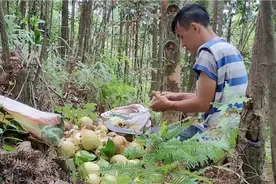 广东清远有一种野山茶果，红色的花，大果一斤多一个，你那里有吗视频封面