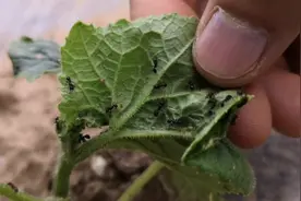 黄瓜叶片卷曲，上边有蚂蚁，一定是有蚜虫了，需要尽快喷药防治视频封面