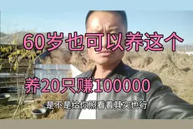 农村暴利养殖是什么，60岁的老人一样可以养殖，20只纯利润10多万