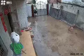 牛 别惹我，要不然后果…视频封面