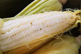 煮玉米用热水还是冷水煮？很多人都煮错了，难怪煮的玉米又老又硬视频封面
