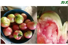 番茄着色不良、青皮青筋咋回事？最有效的预防措施有哪些？视频封面