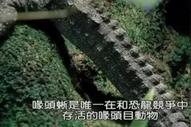 恐龙的后代之喙头蜥视频封面