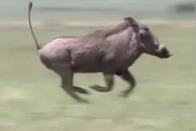 猎豹奔跑速度是疣猪的两倍，但是大多数情况下捉不到疣猪！