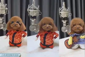 泰迪妞妞翻唱歌曲，还这么有节奏感，真是太可爱了