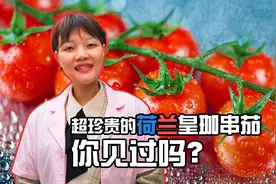 广东河源果农在大棚，也种出了荷兰皇珈串茄！网友看到表示没吃过视频封面