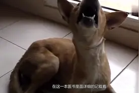 古代没有狂犬疫苗，那被狗咬了怎么办，古人的偏方让你不得不服！视频封面