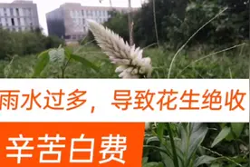 农民太难了，今年雨水过多导致花生基本绝收，辛苦一天收获心酸…