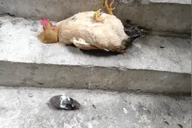 你们见过鸡躺着睡吗？小仓鼠靠近以为是个玩具…