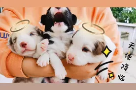 为什么不建议大家养边牧？毕竟五个月就会带孩子了！太牛了视频封面